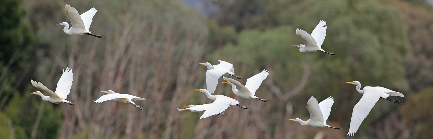 Cattle Egret,Little Egret,Plumed Egret (Image ID 33760)