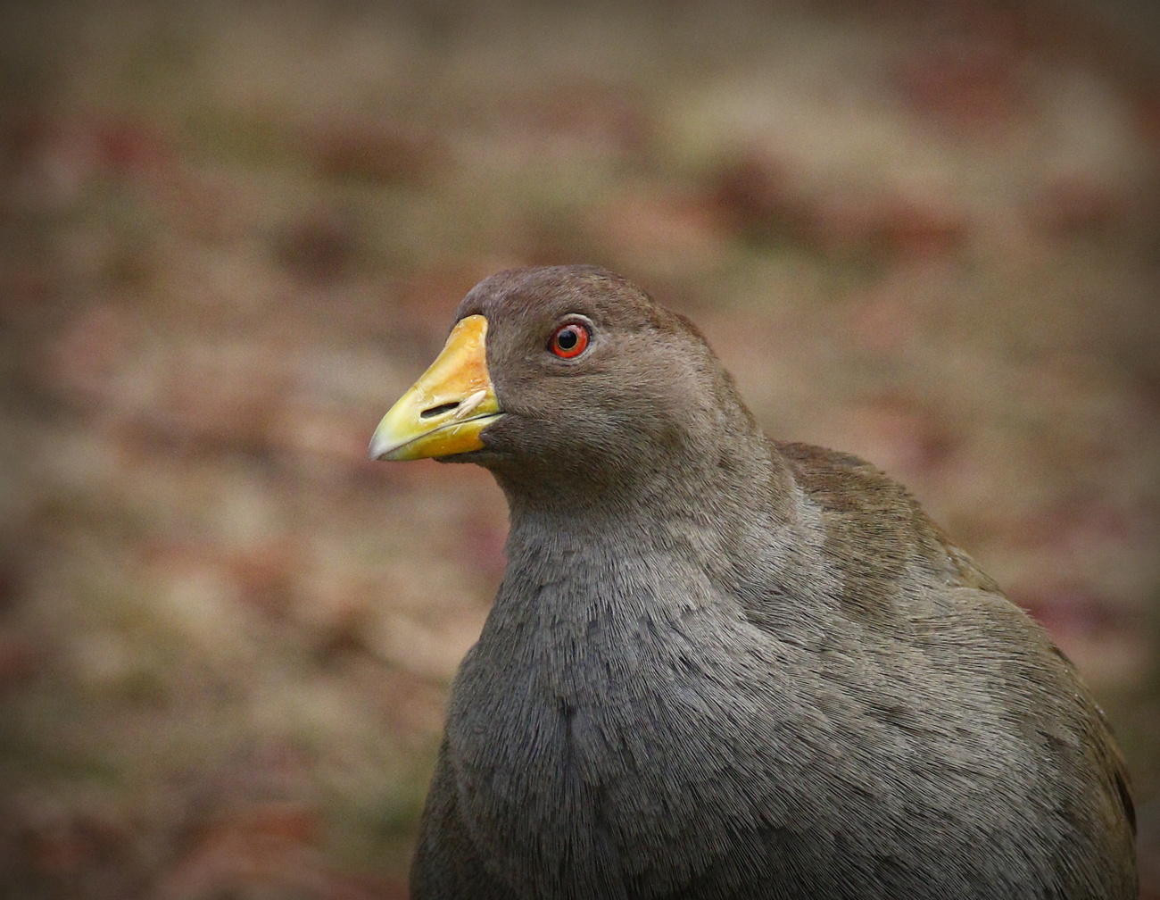 Tasmanian Native-hen (Image ID 33496)