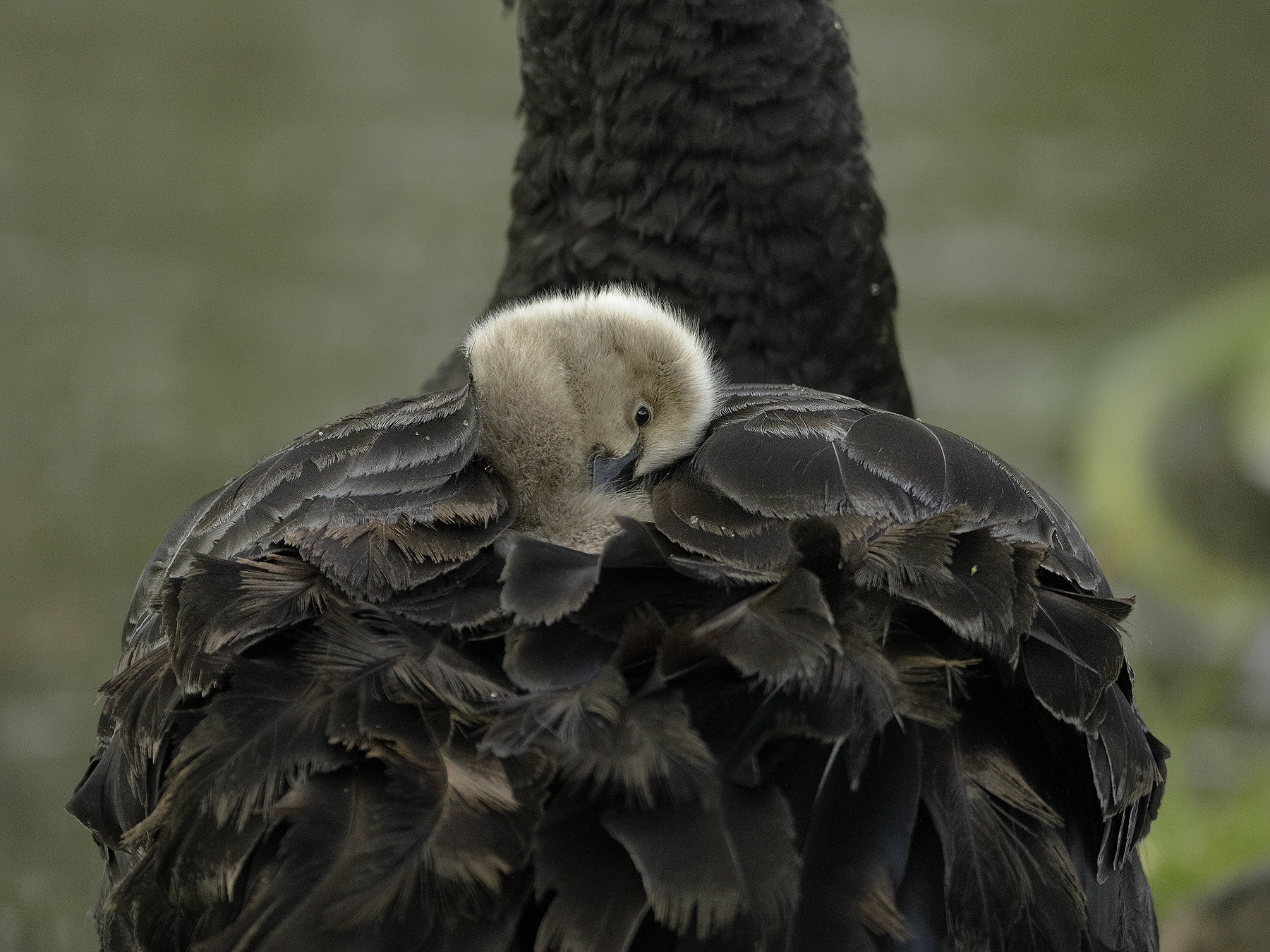 Black Swan (Image ID 33613)