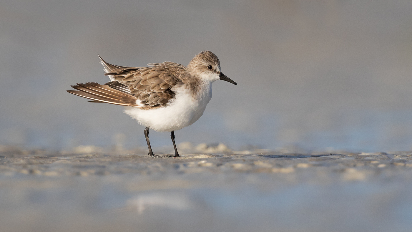 Red-necked Stint (Image ID 33299)