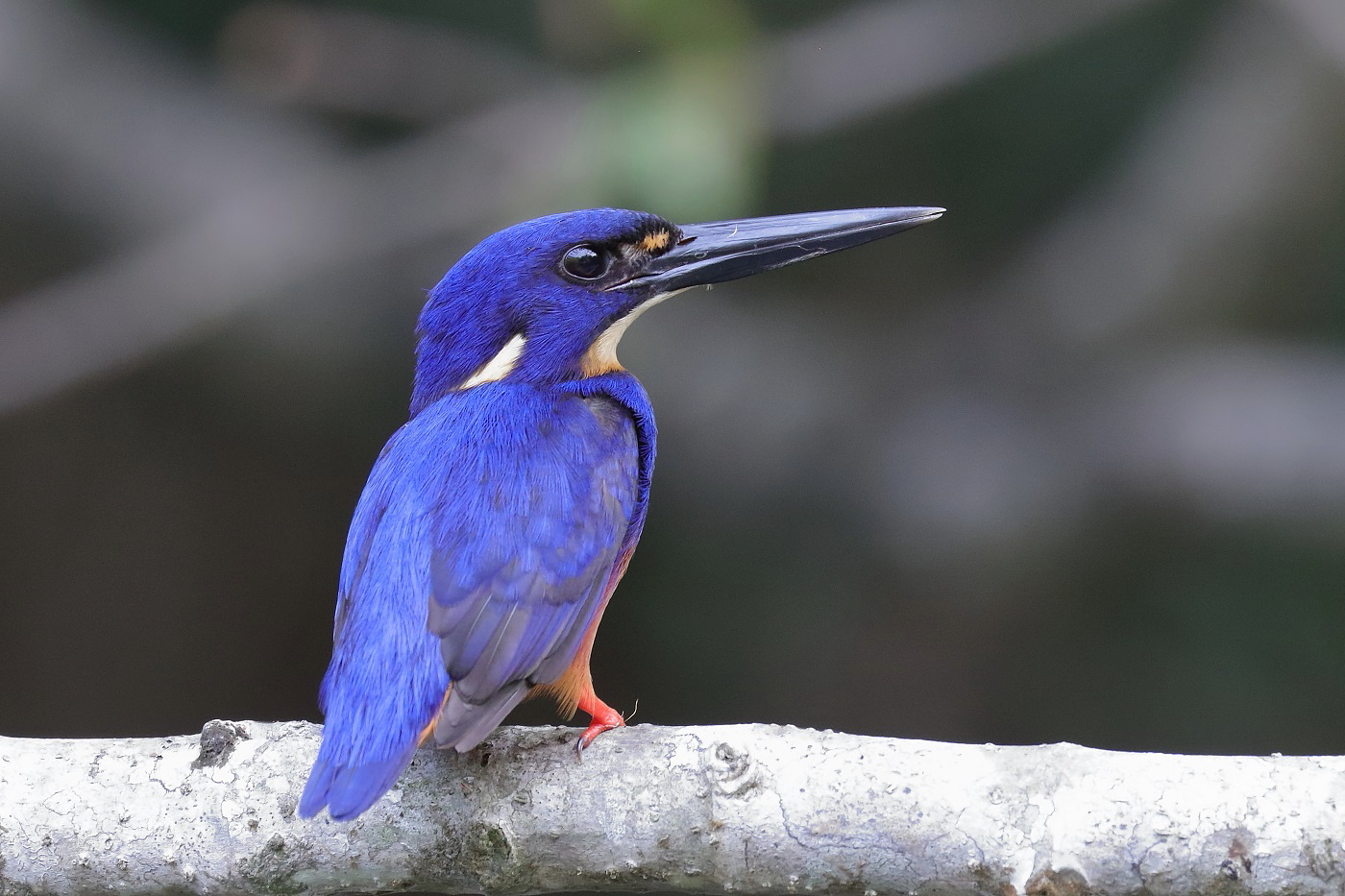 Azure Kingfisher (Image ID 33295)