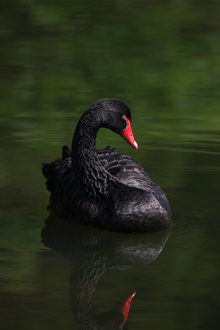 Black Swan (Image ID 33516)