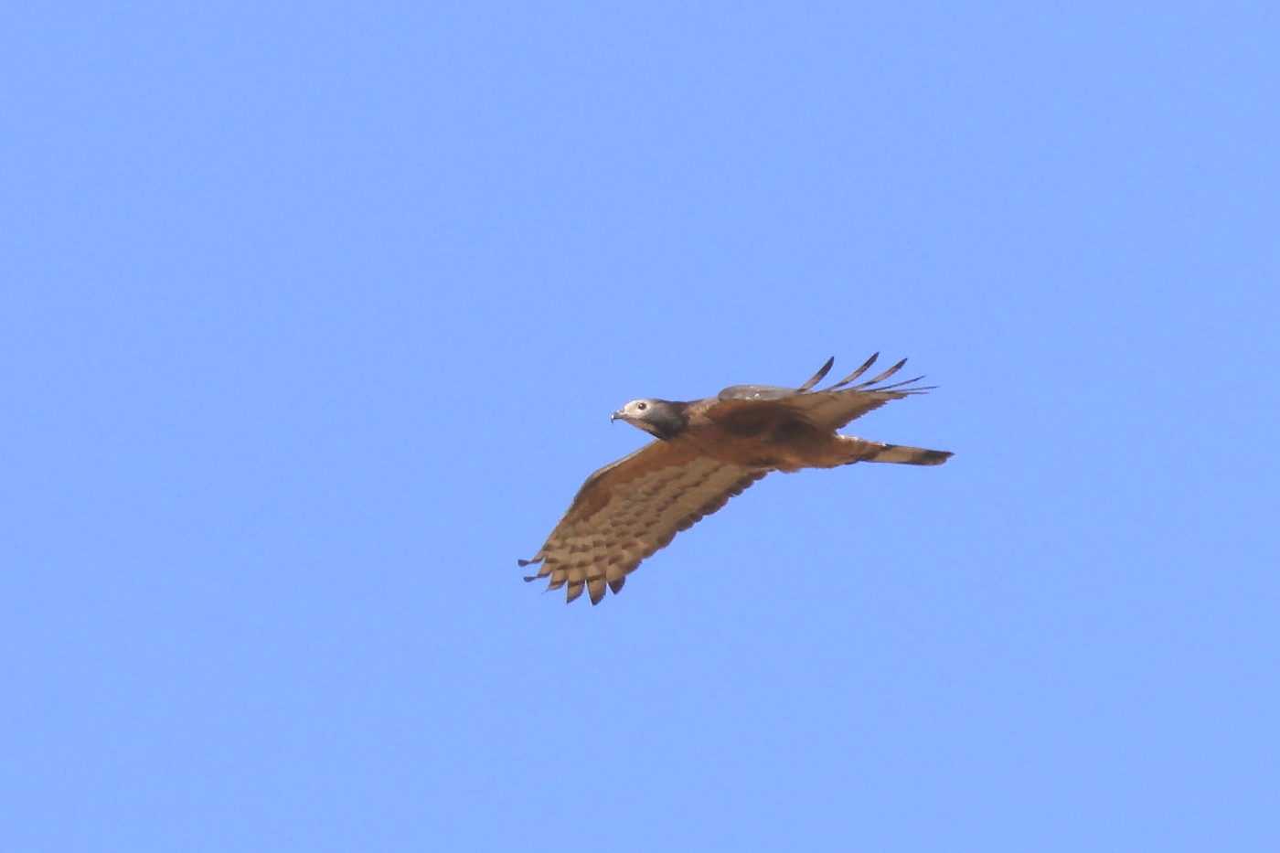 Oriental Honey-buzzard (Image ID 33378)