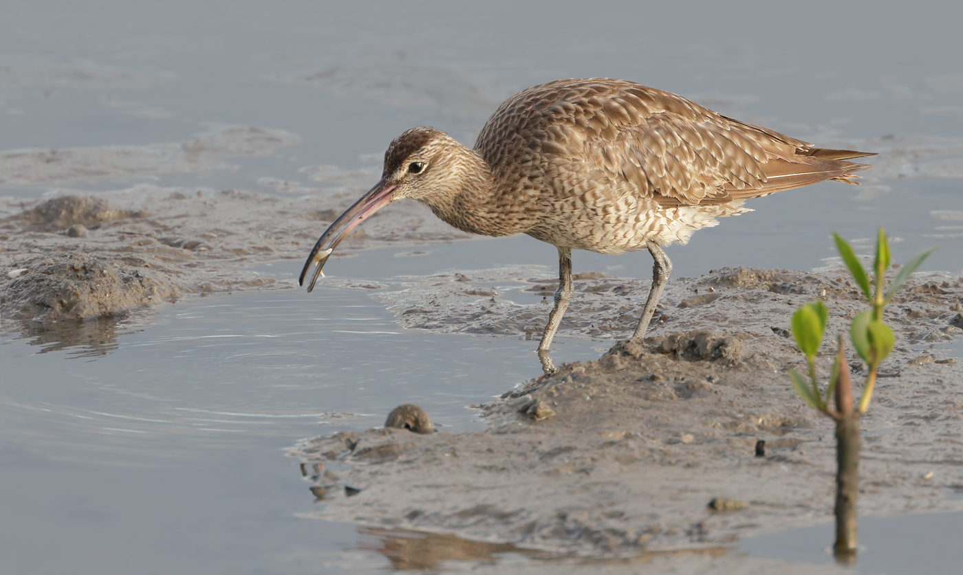 Whimbrel (Image ID 33438)