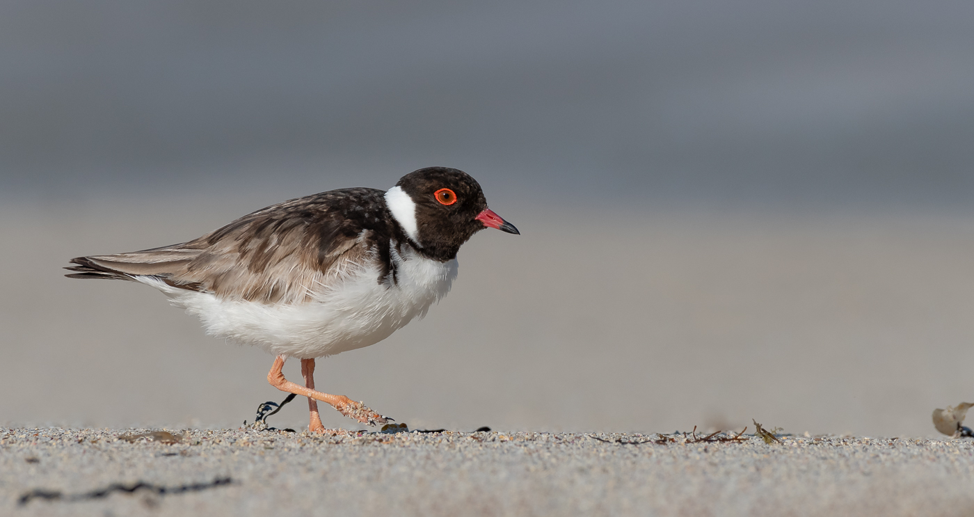 Hooded Plover (Image ID 33410)