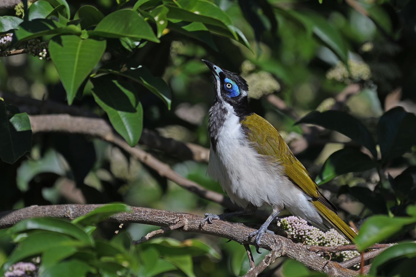 Blue-faced Honeyeater complex (Image ID 33423)