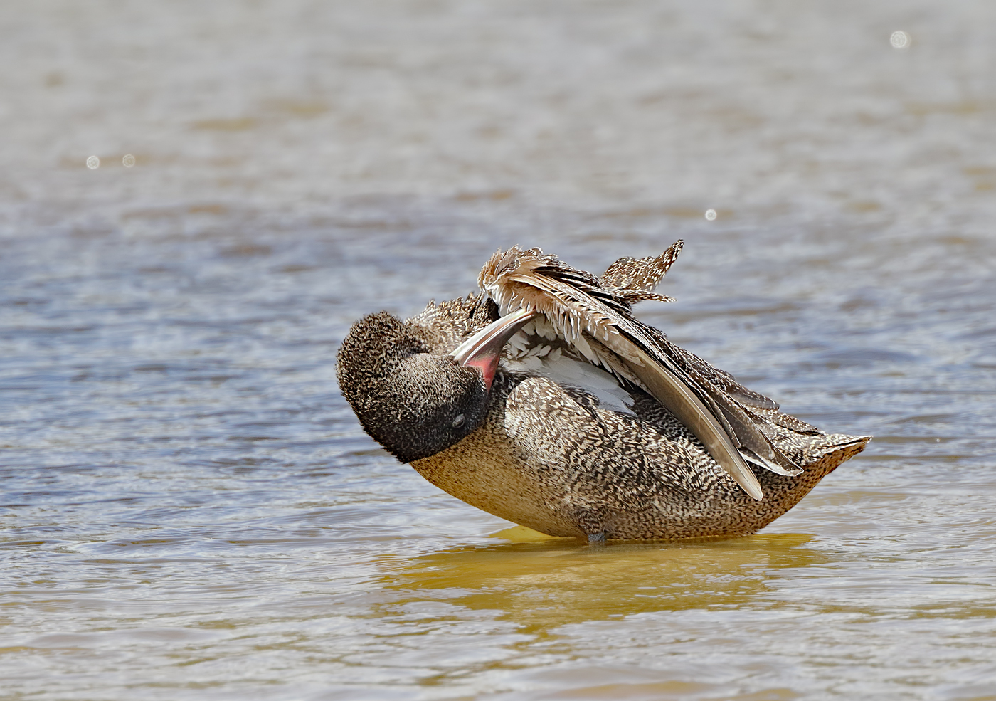 Freckled Duck (Image ID 33545)