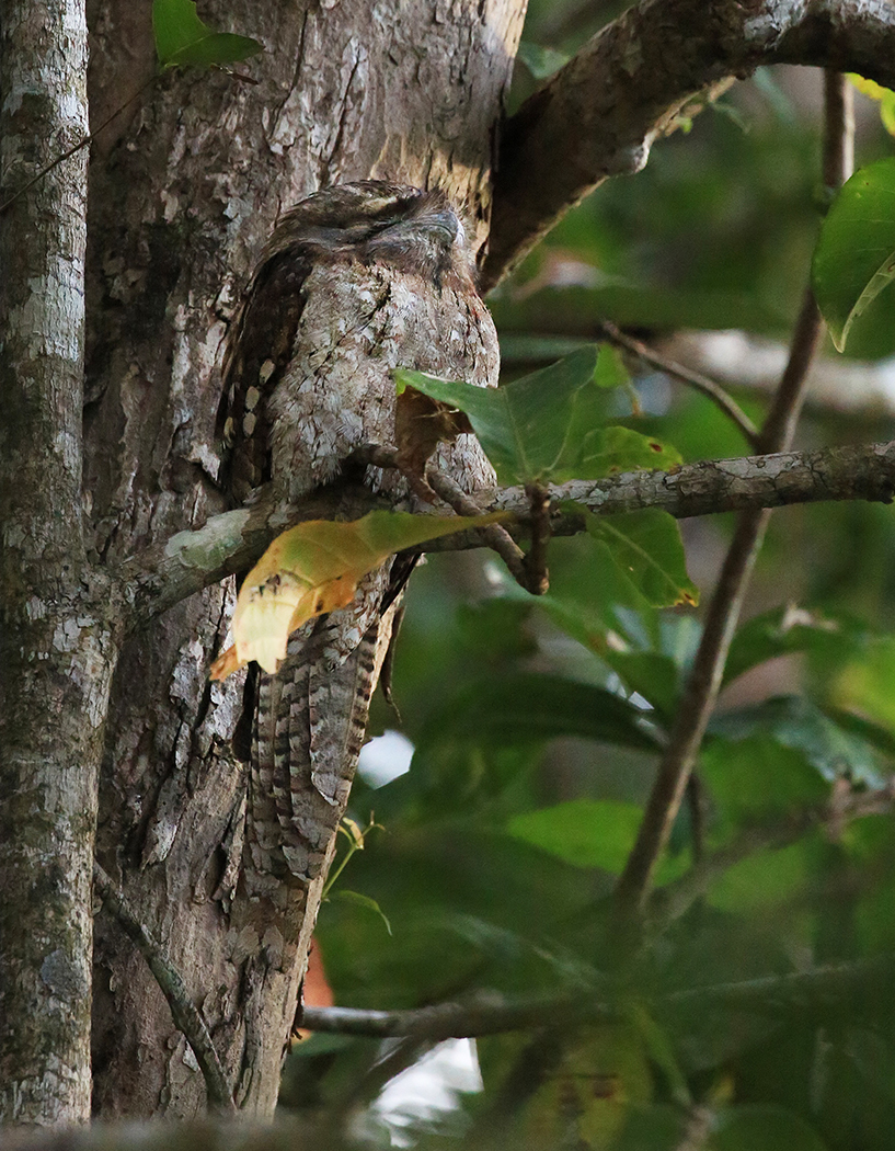 Papuan Frogmouth (Image ID 33742)