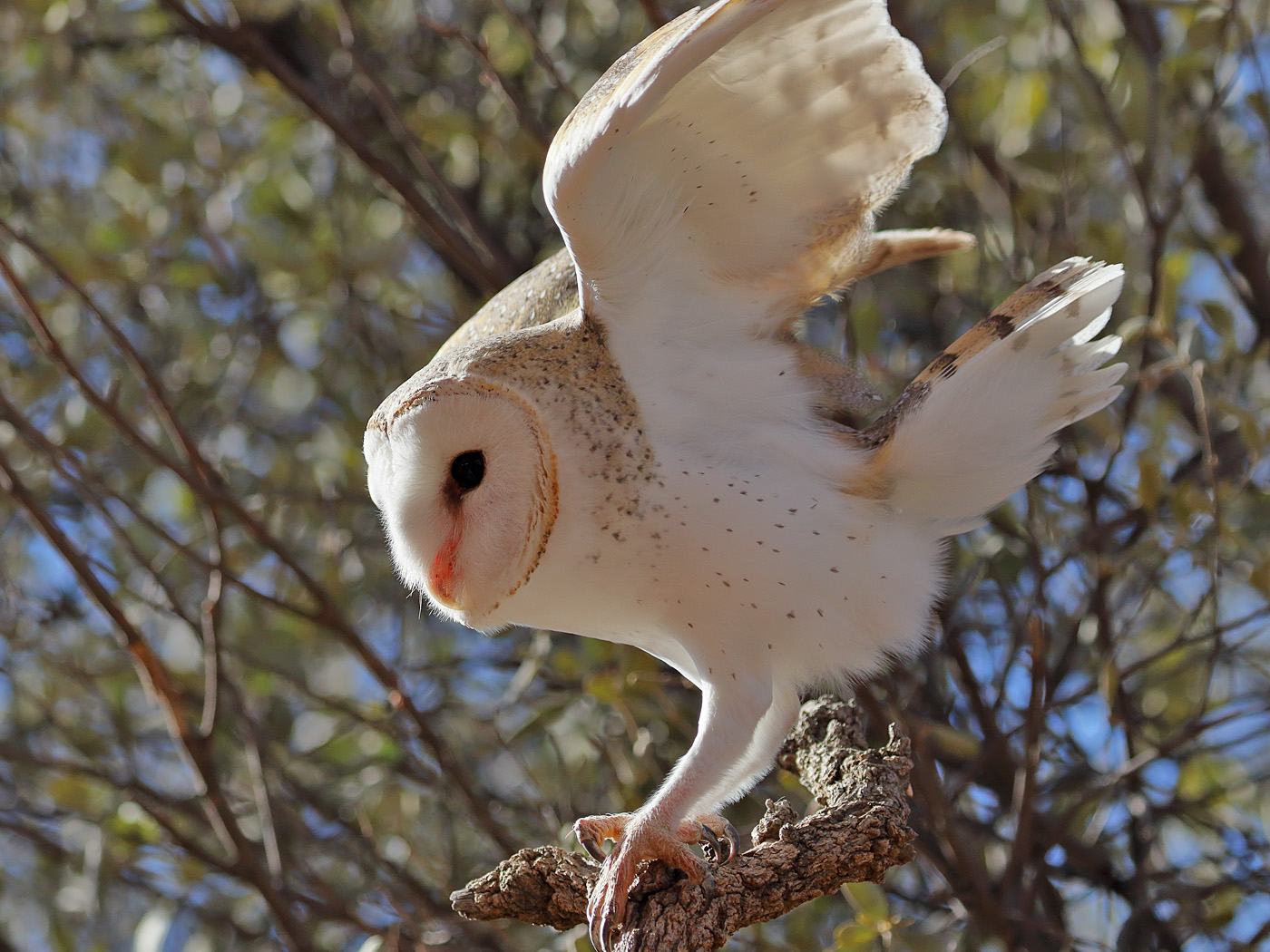 Barn Owl (Image ID 33571)