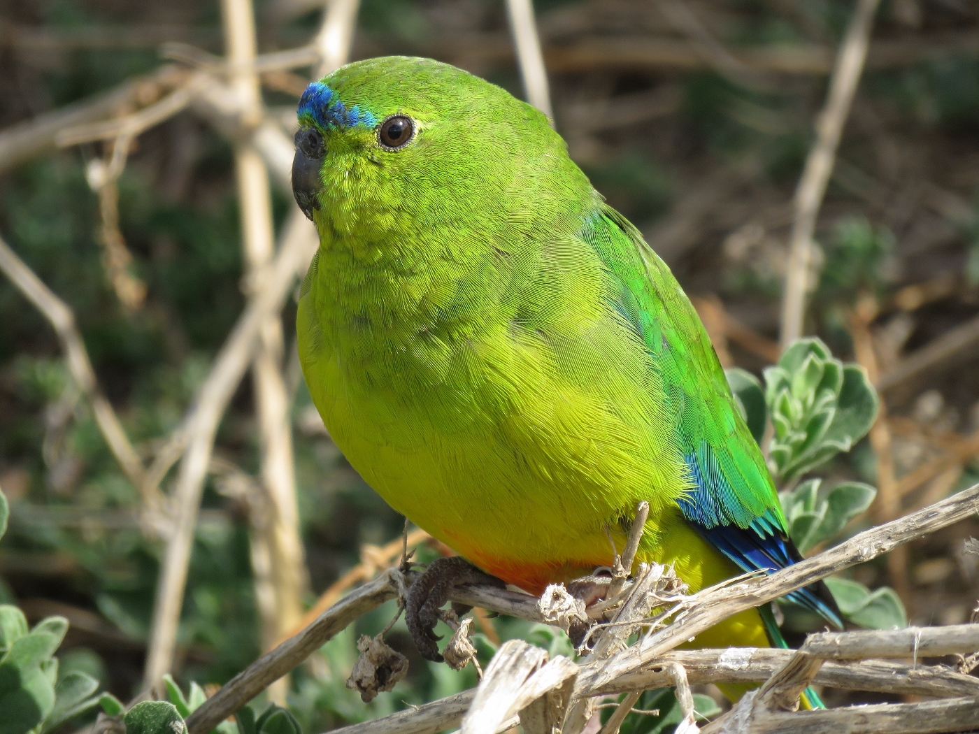 Orange-bellied Parrot (Image ID 33619)