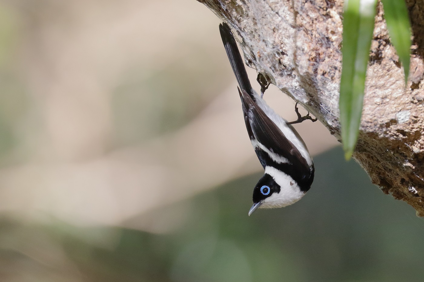 Pied Monarch (Image ID 33647)