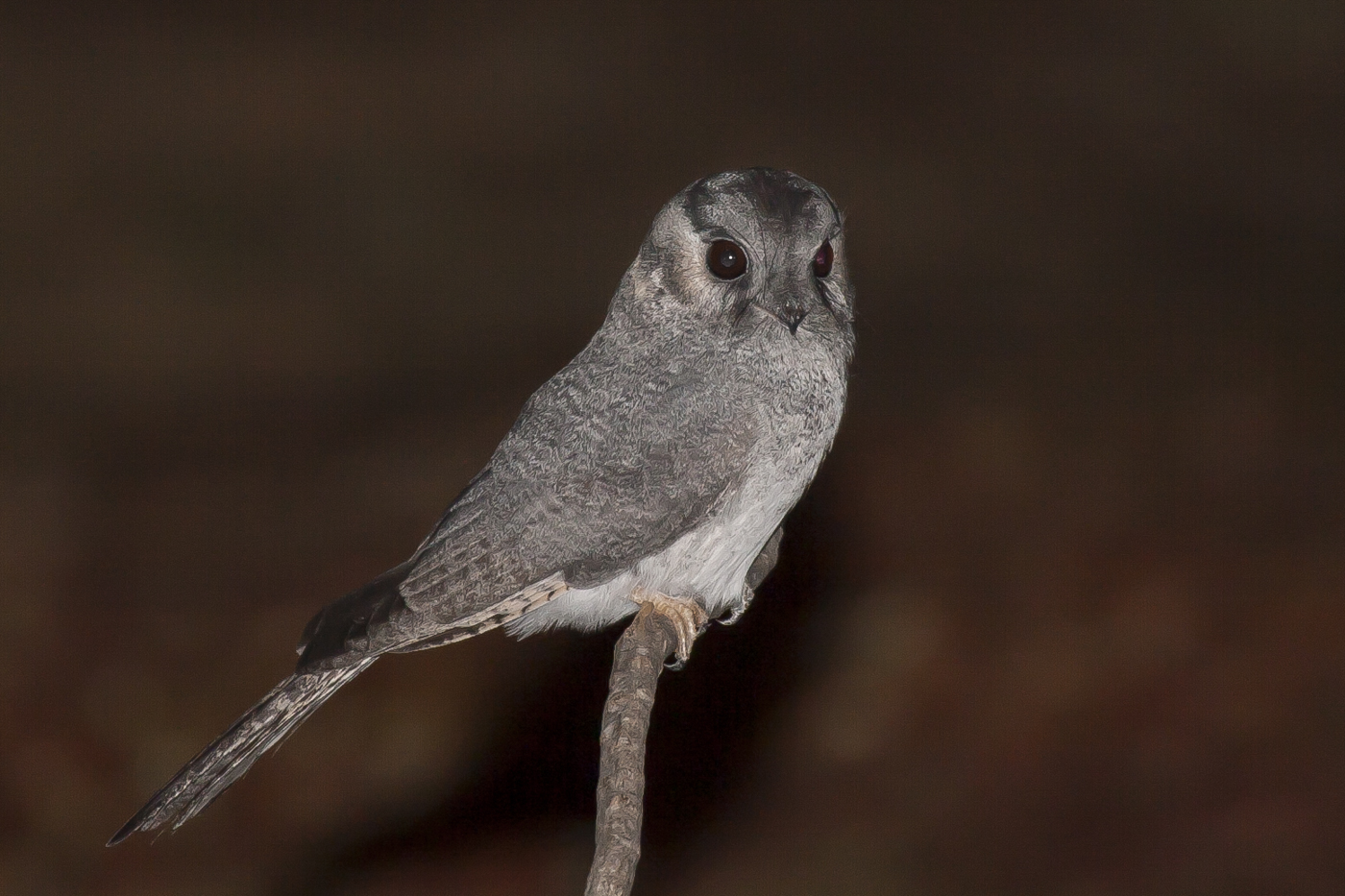 Australian Owlet-nightjar (Image ID 33731)