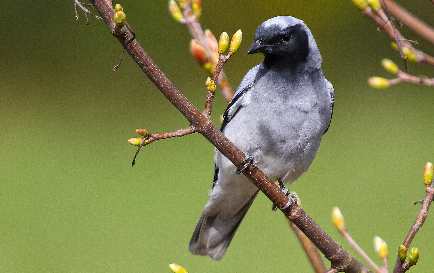 Black-faced Cuckoo-shrike (Image ID 33653)