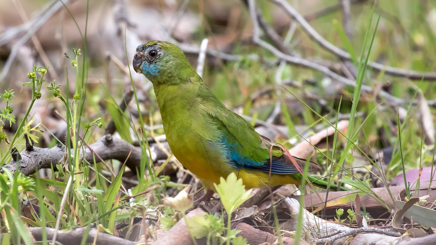 Turquoise Parrot (Image ID 33540)