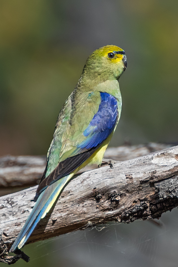 Blue-winged Parrot (Image ID 33408)