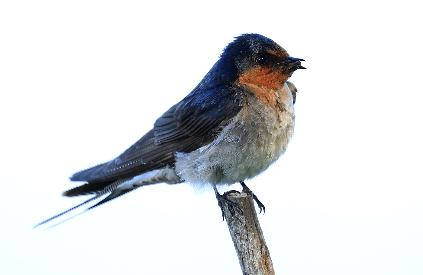 Welcome Swallow (Image ID 33705)