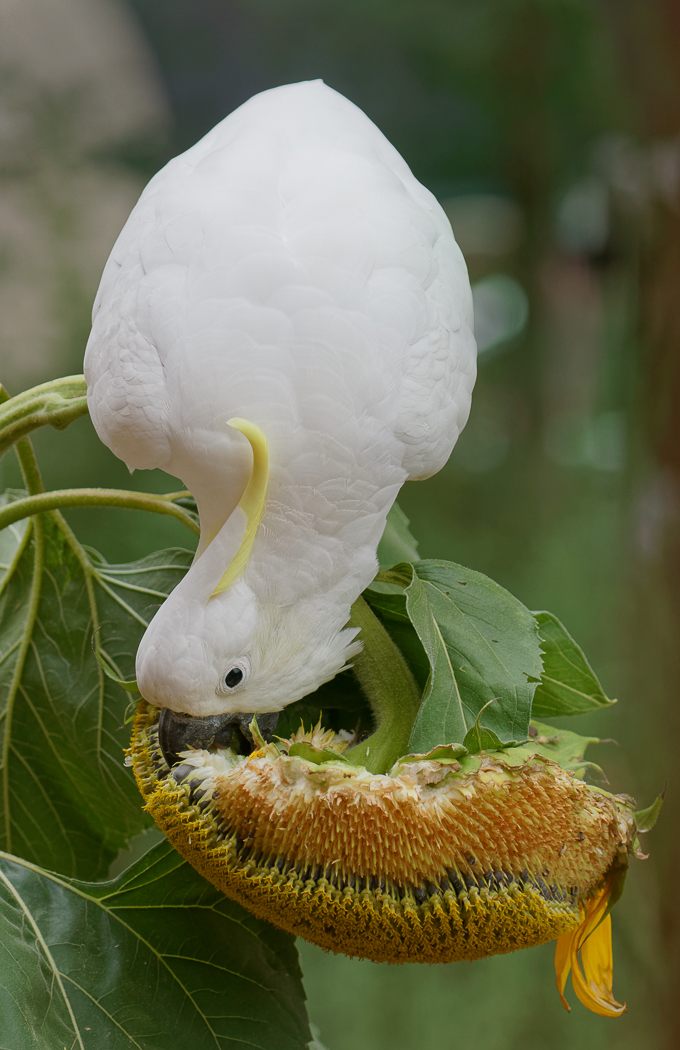 Sulphur-crested Cockatoo (Image ID 33715)