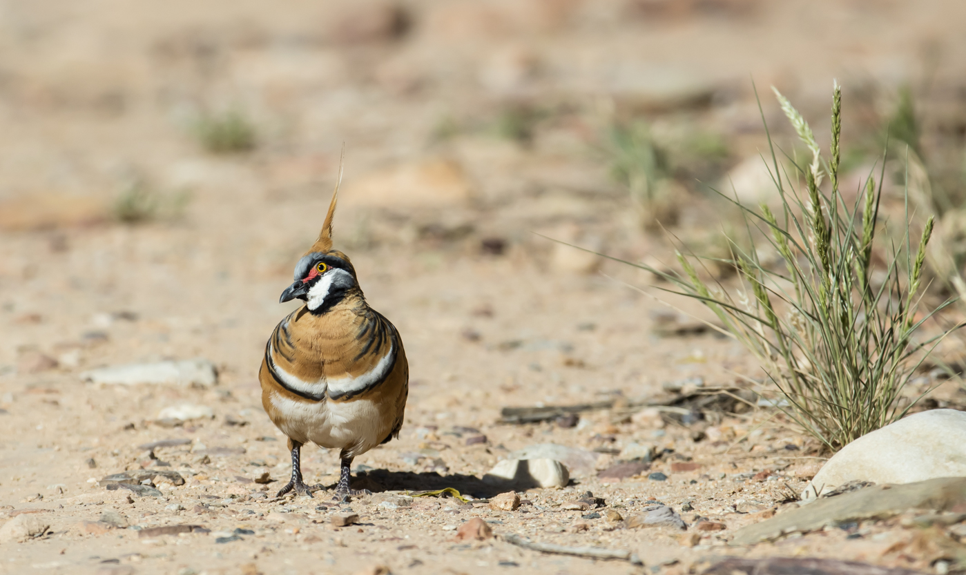 Spinifex Pigeon (Image ID 33884)