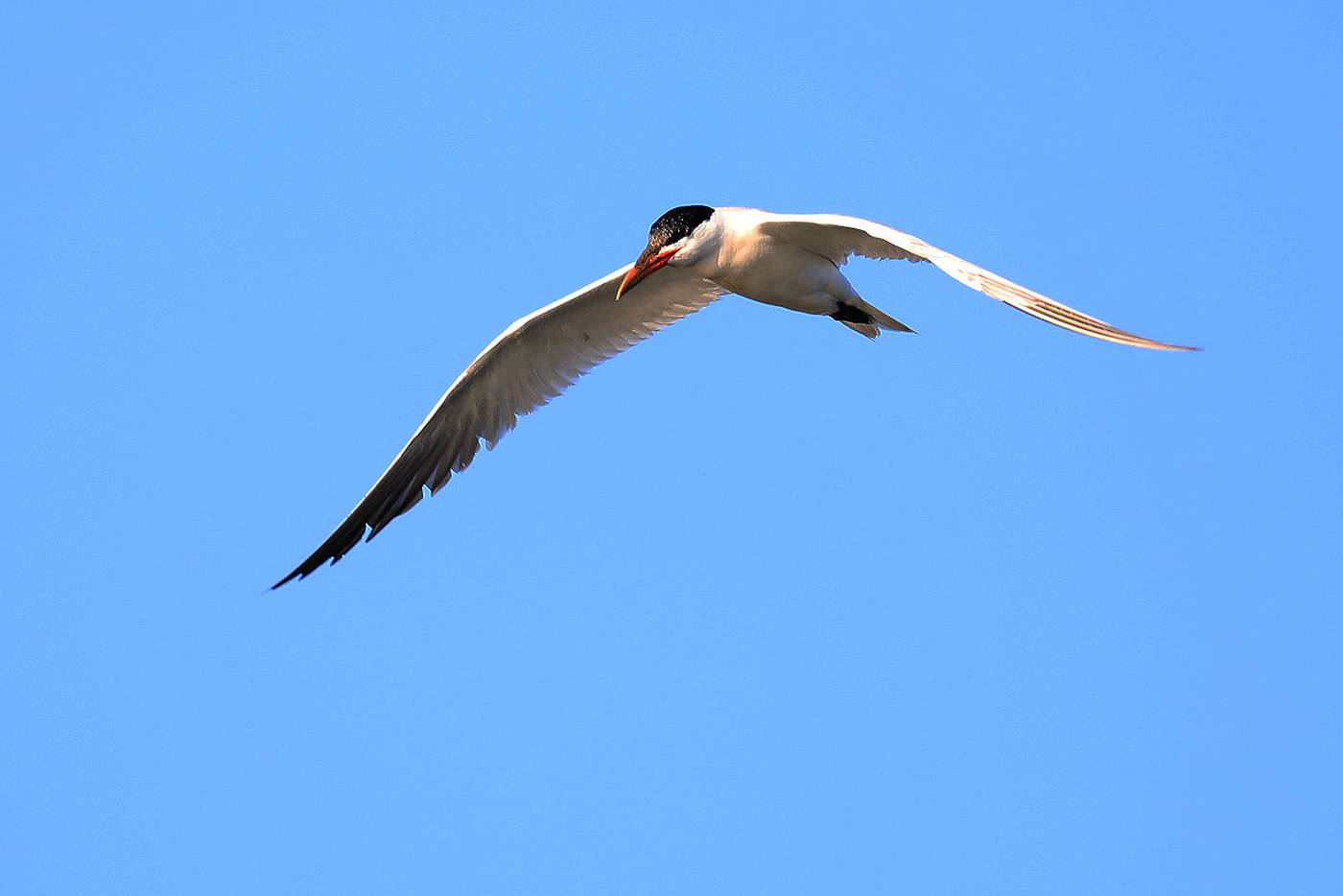Caspian Tern (Image ID 33709)