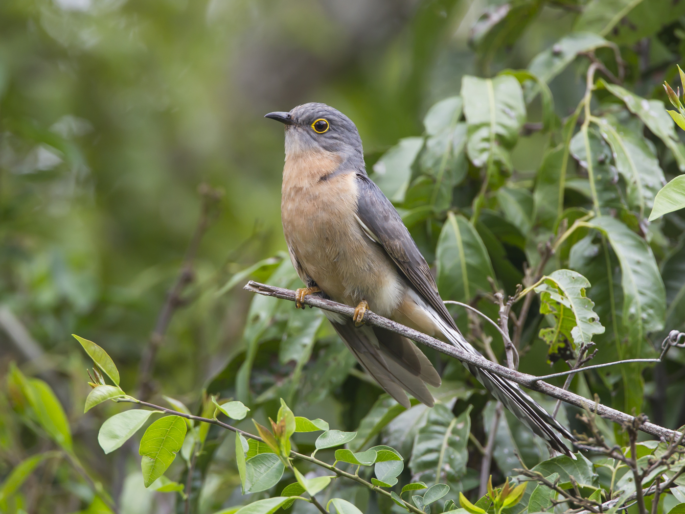 Fan-tailed Cuckoo (Image ID 33704)