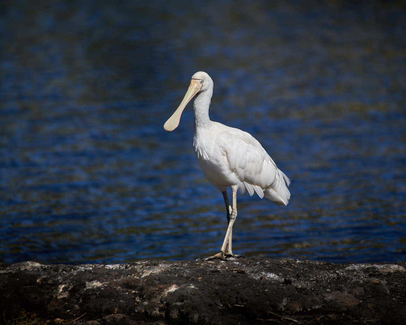 Yellow-billed Spoonbill (Image ID 33640)