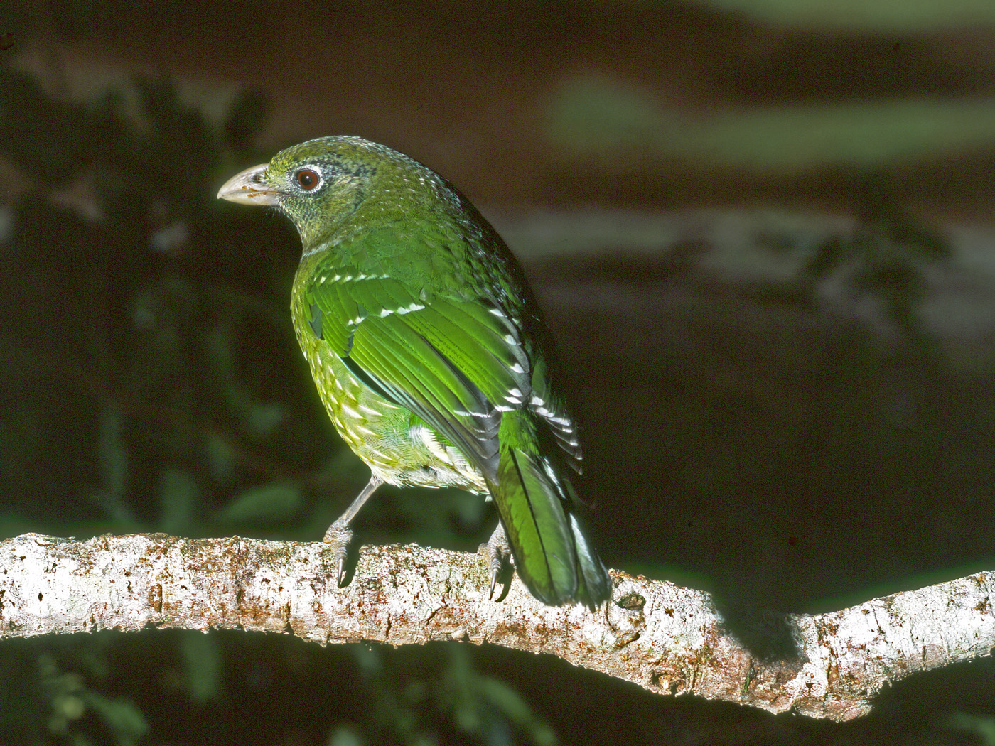 Green Catbird (Image ID 34120)