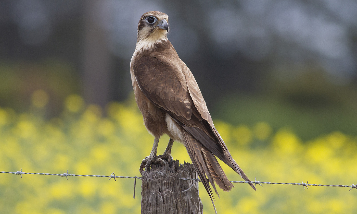 Brown Falcon (Image ID 33952)