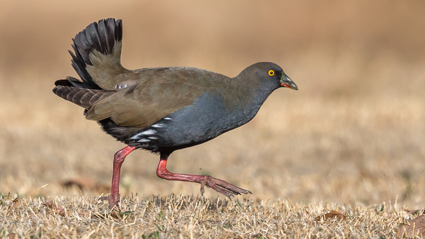 Black-tailed Native-hen (Image ID 34359)