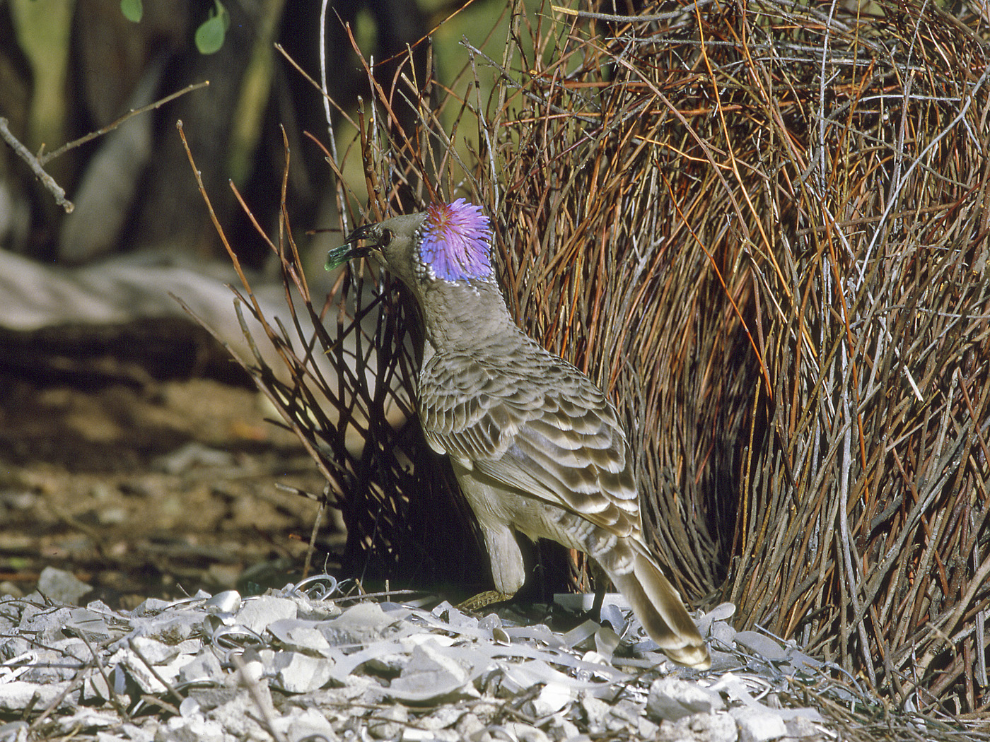 Great Bowerbird (Image ID 34330)