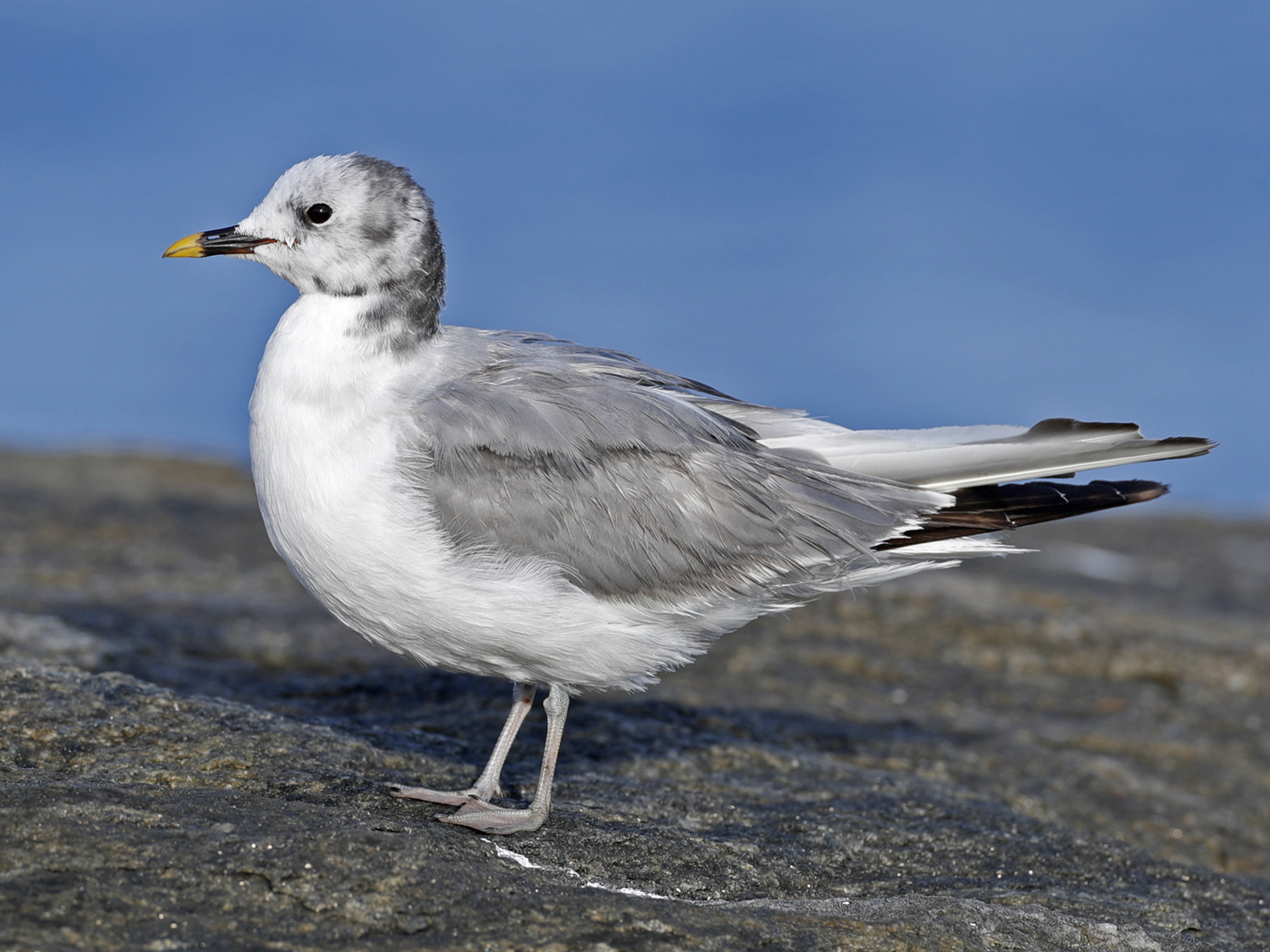 Sabine's Gull (Image ID 34223)