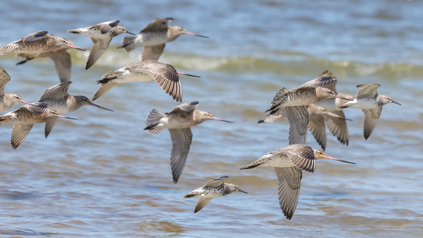 Bar-tailed Godwit,Great Knot (Image ID 34344)