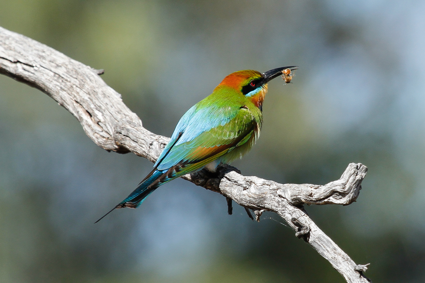 Rainbow Bee-eater (Image ID 34303)