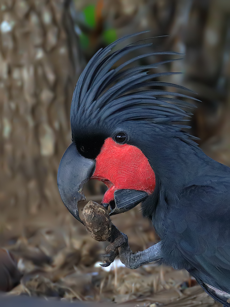 Palm Cockatoo (Image ID 33978)