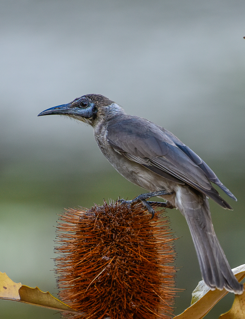 Little Friarbird (Image ID 34250)
