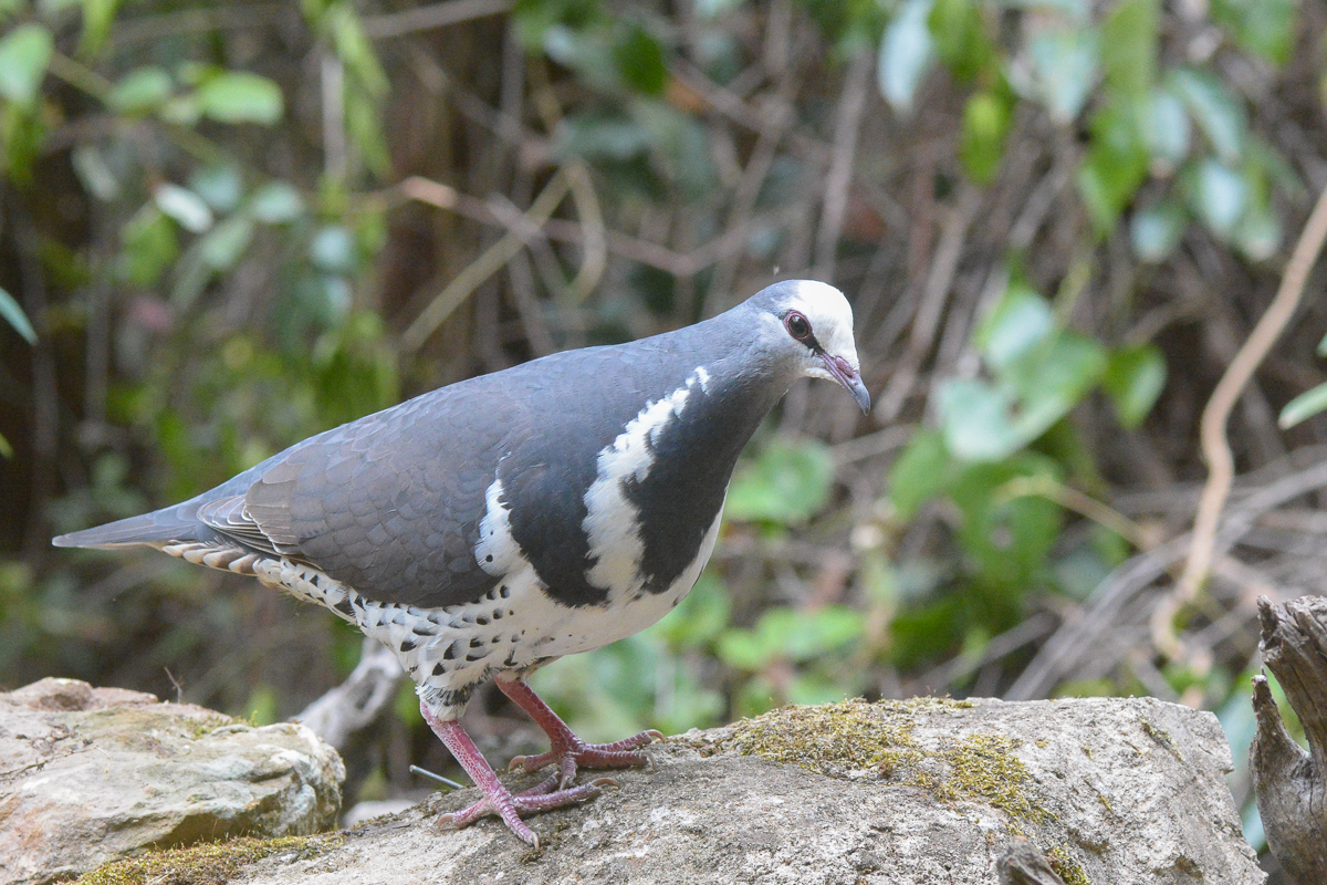 Wonga Pigeon (Image ID 34218)