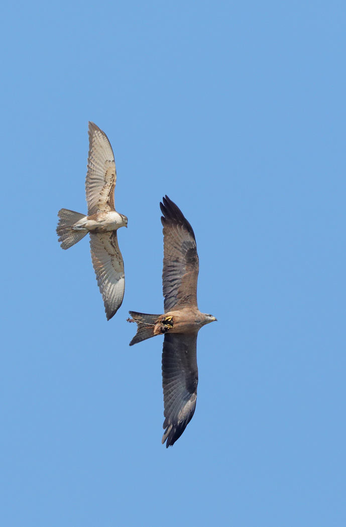 Black Kite,Brown Falcon (Image ID 33908)