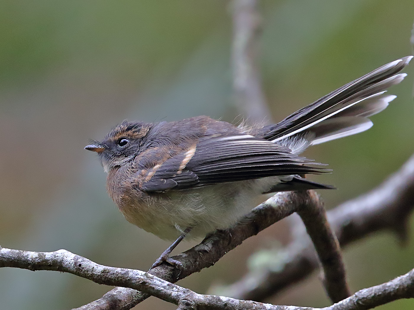 Grey Fantail (Image ID 34134)