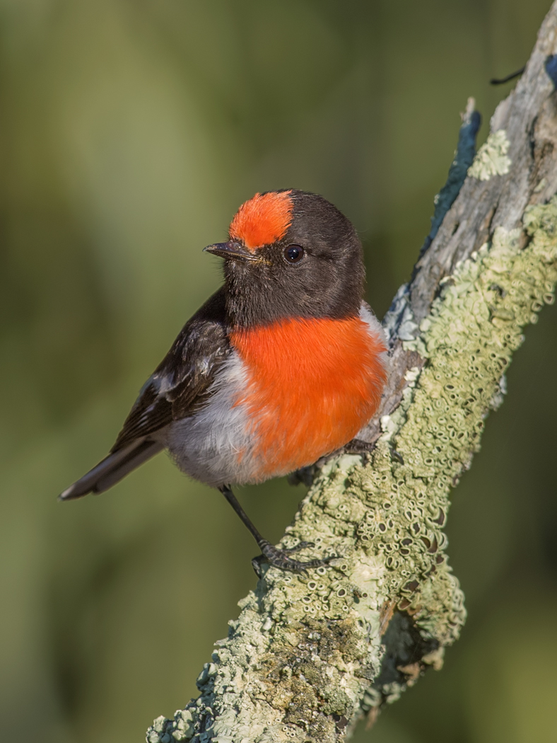 Red-capped Robin (Image ID 34026)