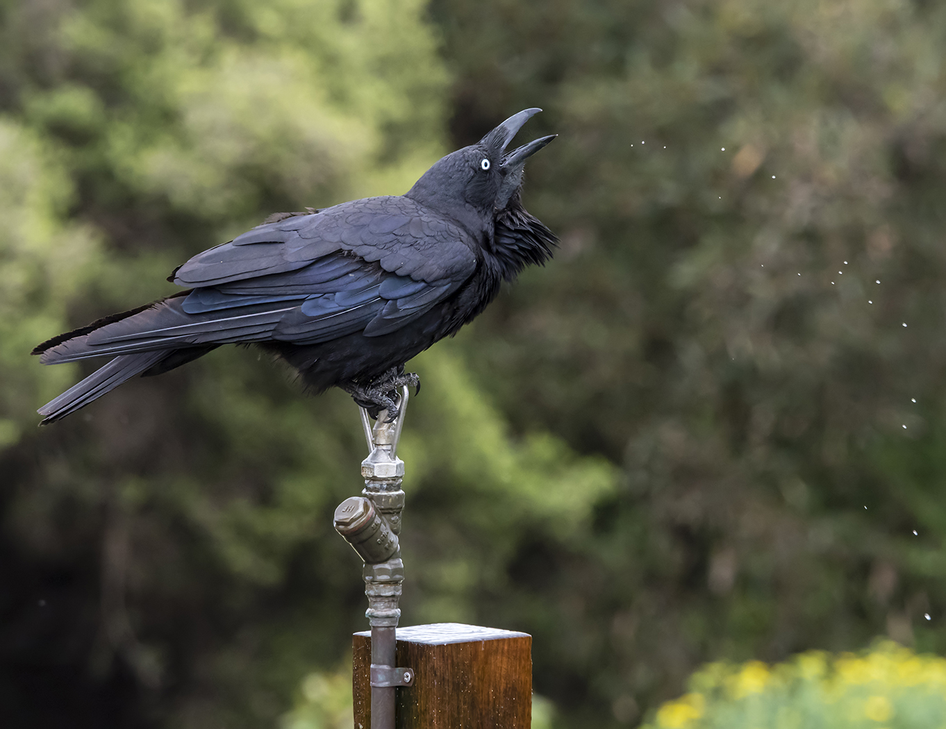 Australian Raven (Image ID 34516)