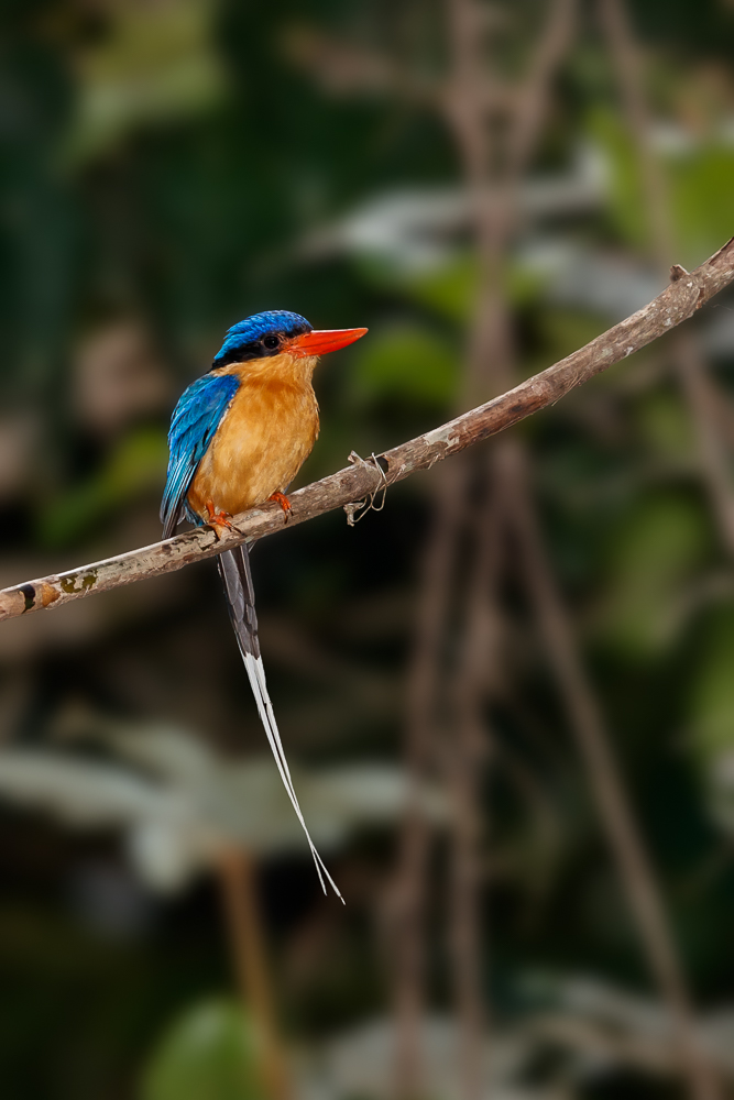 Buff-breasted Paradise-Kingfisher (Image ID 34470)