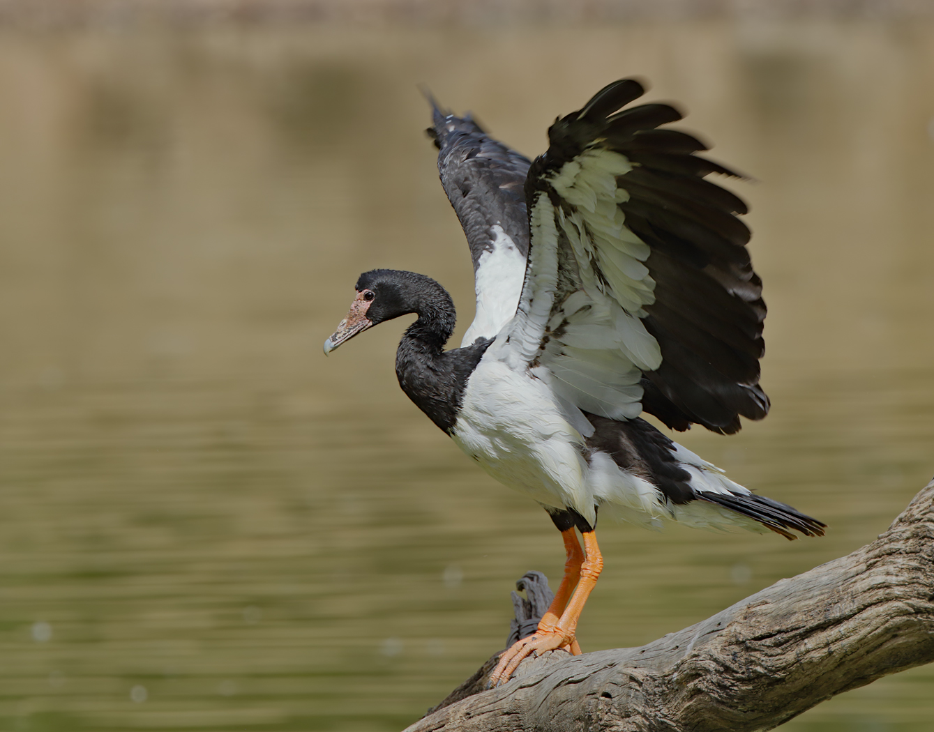 Magpie Goose (Image ID 34635)