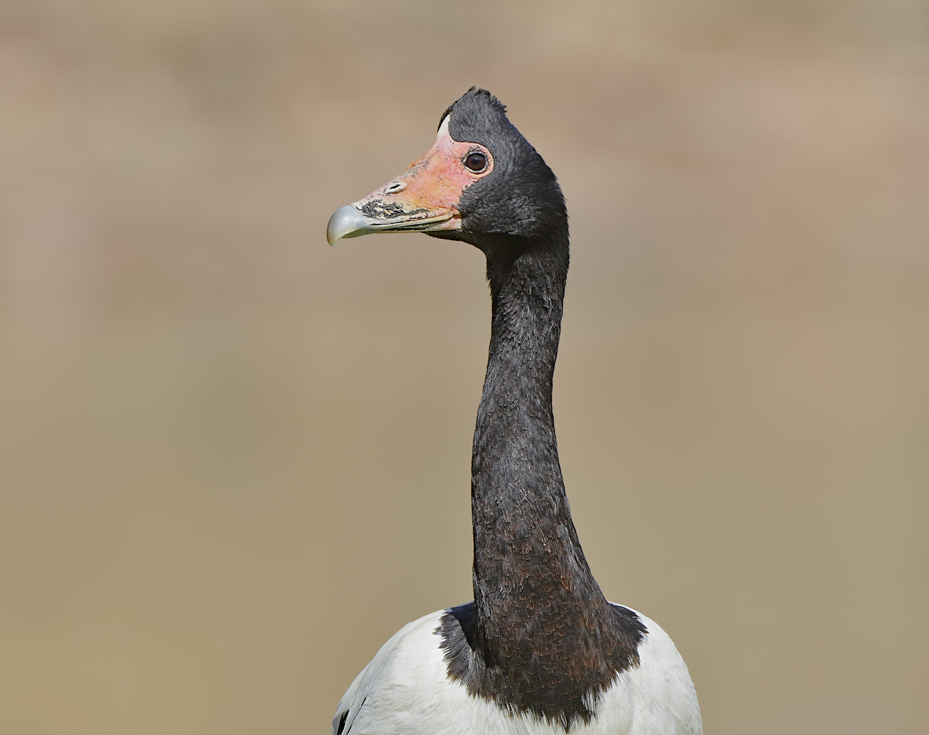Magpie Goose (Image ID 34633)