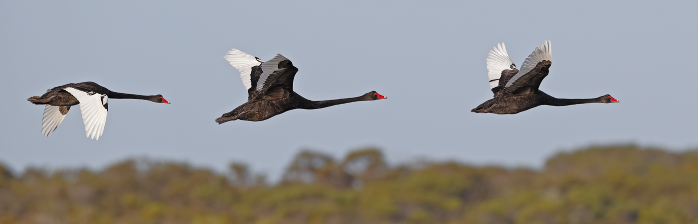 Black Swan (Image ID 34538)