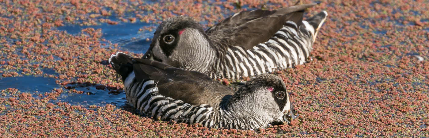 Pink-eared Duck (Image ID 34431)