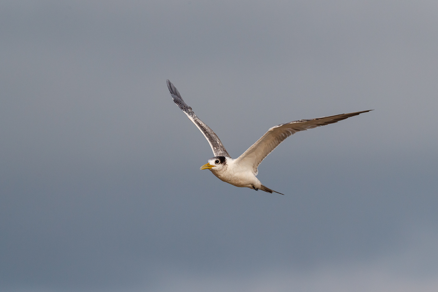 Greater Crested Tern (Image ID 34570)