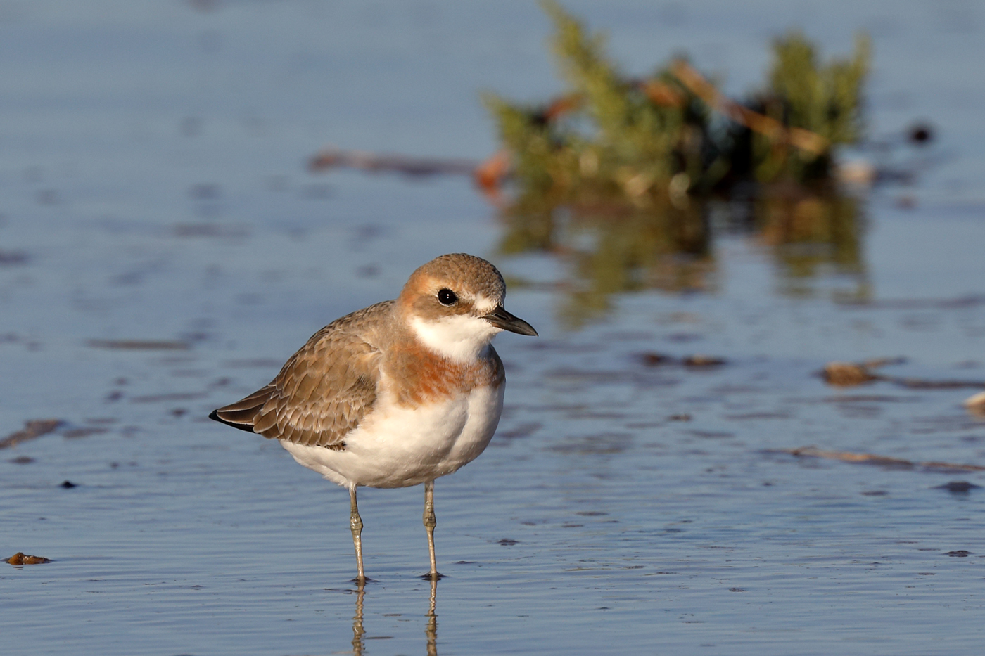 Greater Sand Plover (Image ID 34566)