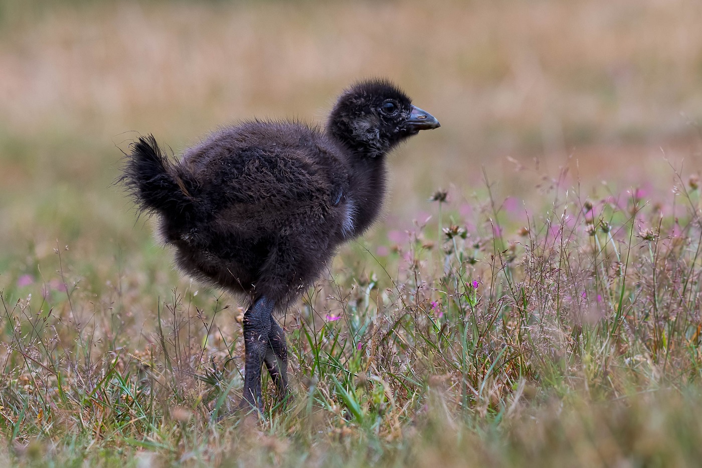 Tasmanian Native-hen (Image ID 34469)
