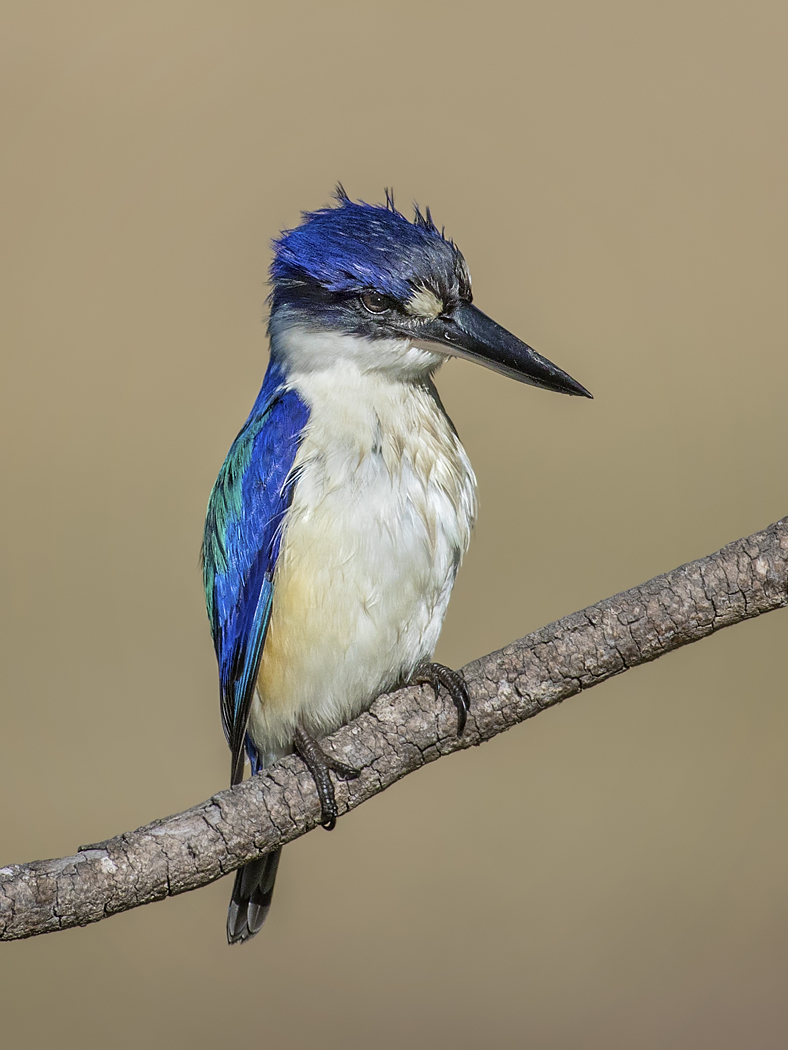 Forest Kingfisher (Image ID 34755)