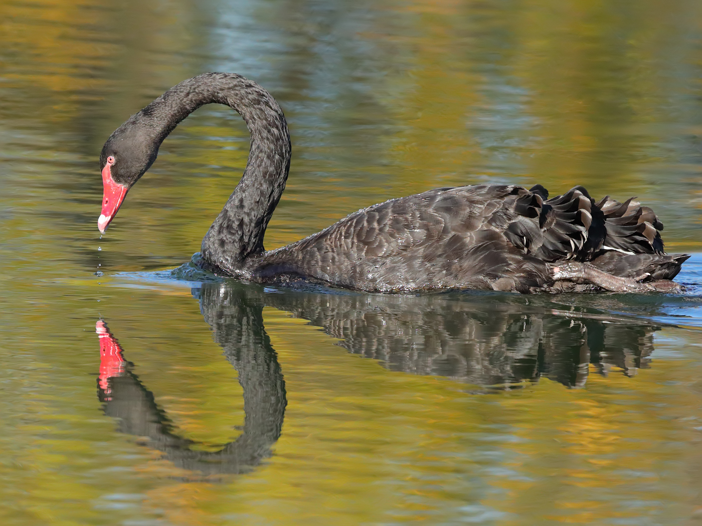 Black Swan (Image ID 34786)