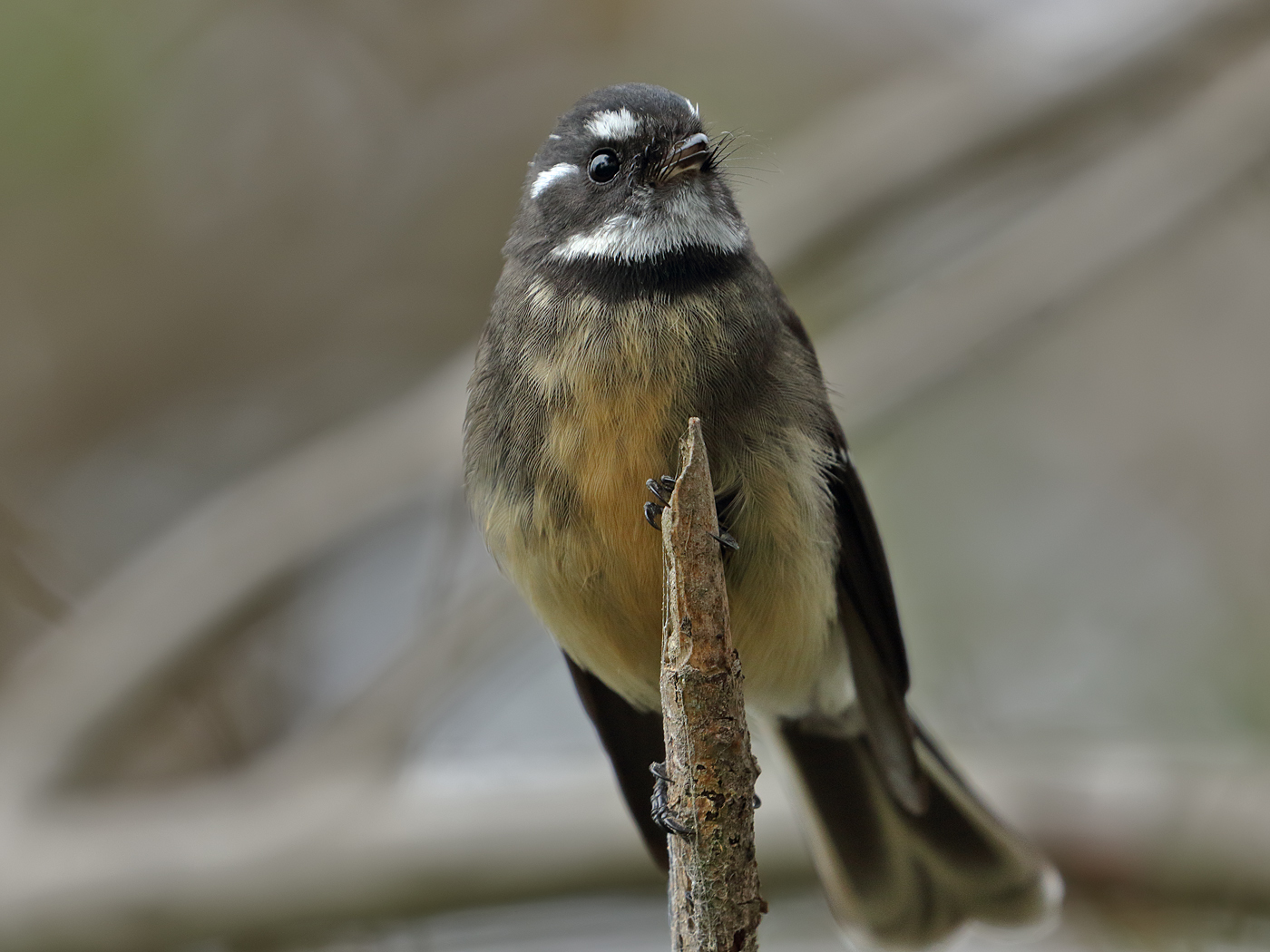 Grey Fantail (Image ID 35008)